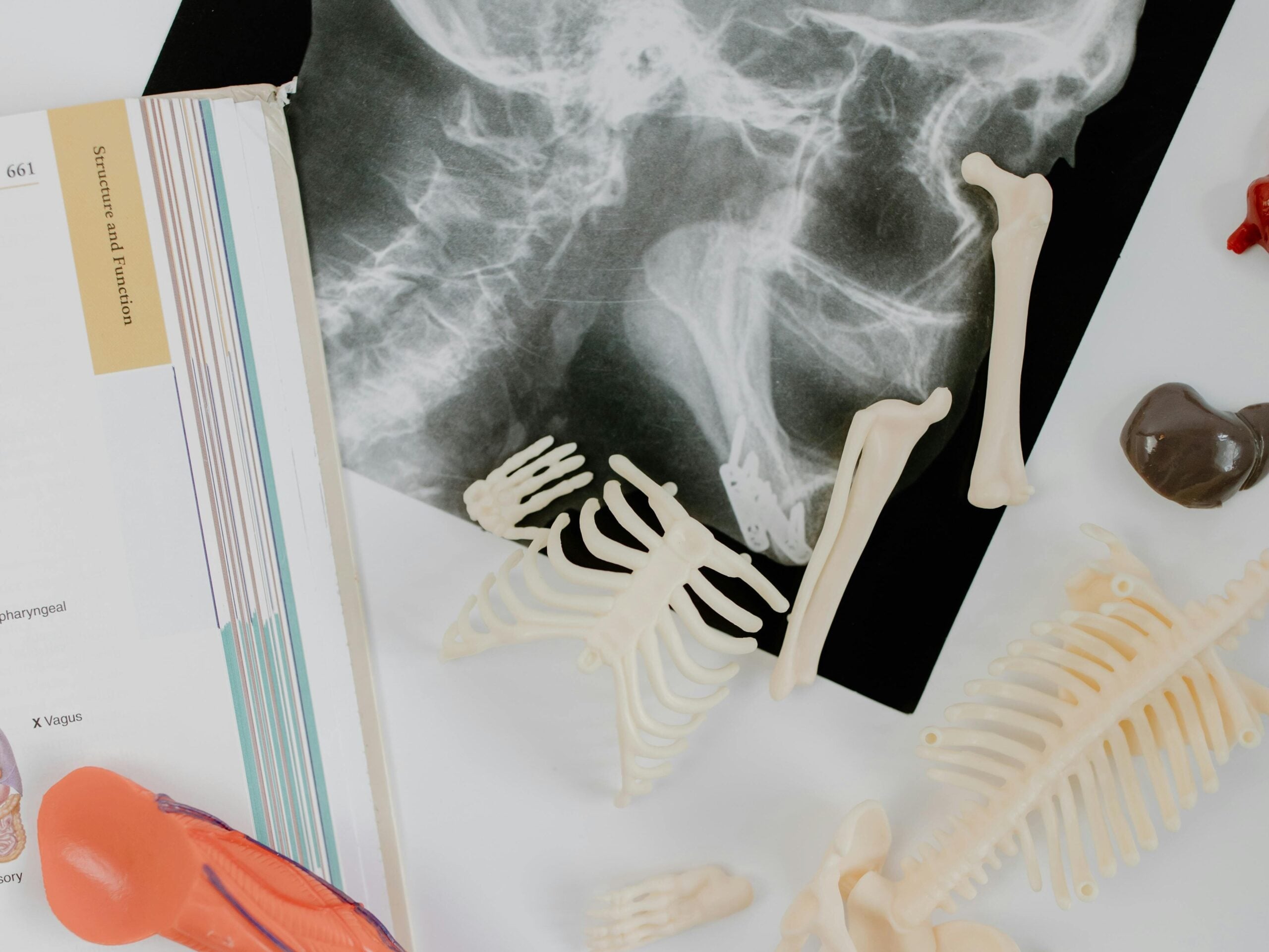 Anatomy study materials including skeletal models and an X-ray film laid out for educational purposes.